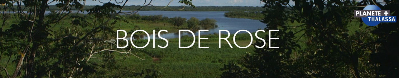 BOIS DE ROSE, PARFUM D’AMAZONIE (extraits)